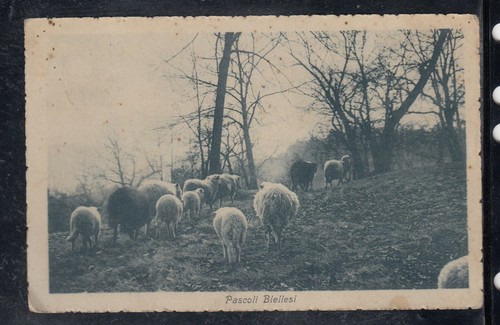 Cartolina biella pascoli - cartolina,