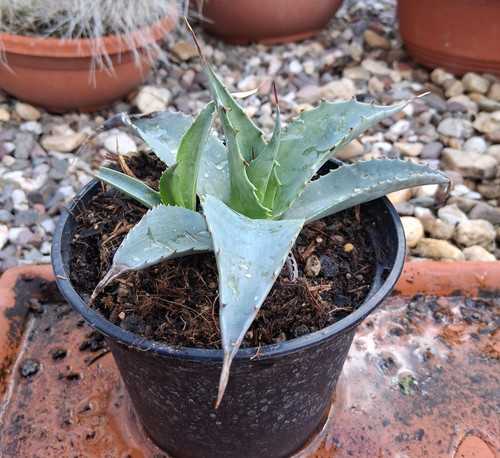 O23 agave ovatifolia - agave,