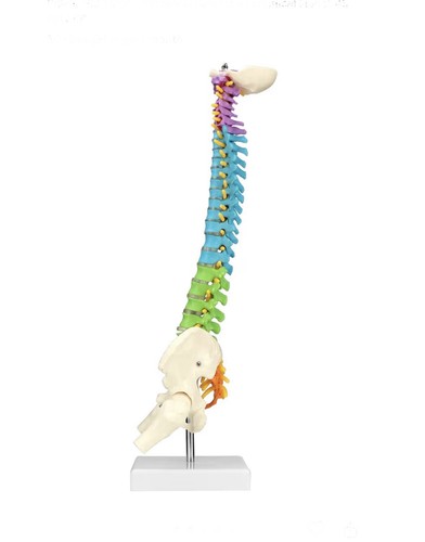 Modello colonna vertebrale