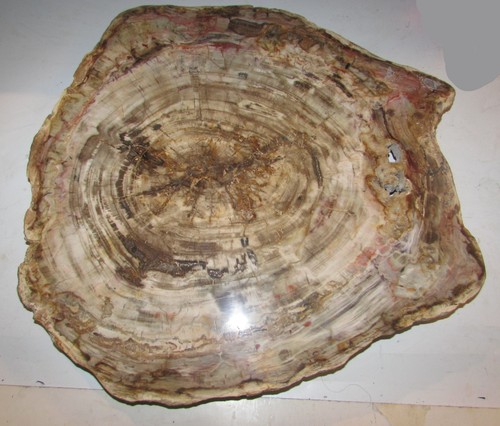 Lastra legno pietrificato - di,