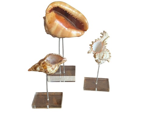 Set conchiglie vintage - , montate