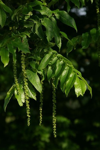 Pterocarya fraxinifolia noce - pterocarya,
