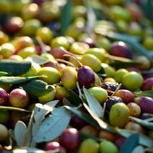 Pianta ulivo ogliarola in - di,