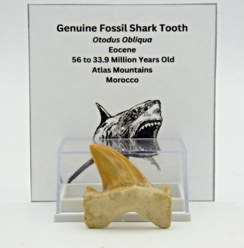 Small prehistoric predatory - prehistoric,