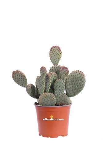 Pianta opuntia microdasys - pianta,