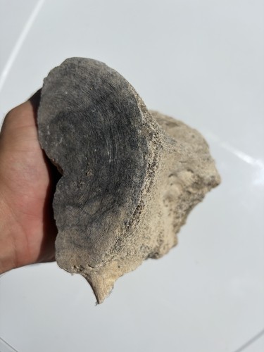 Fossil leviatano spina dorsale - spina,
