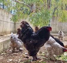18+2 uova feconde di Brahma