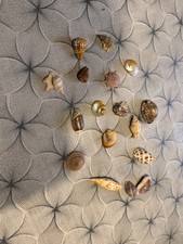 CONCHIGLIE DA COLLEZIONE LOTTO