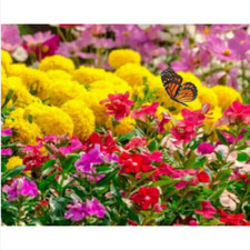 50 semi di FIORI ATTIRA