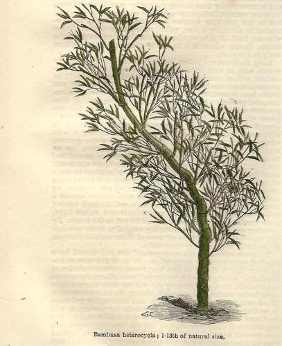 Stampa antica pianta bambu - pianta, bambu'