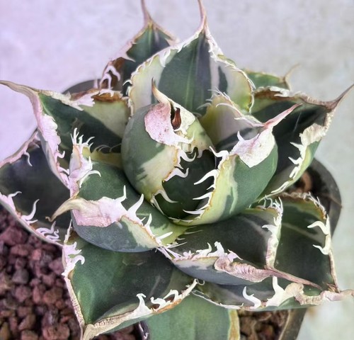 Rare cacti agave titanota - agave, sad