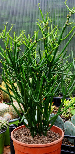 Pianta grassa euphorbia - pianta,