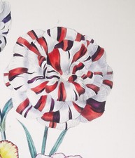 1841, J.W. LOUDON 1° EDIZIONE. FINISSIMO ANTICO ACQUERELLO ORIGINALE PERENNI YE7