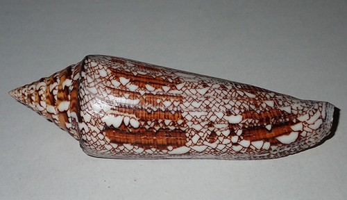 122 huge conus bengalensis - mm,