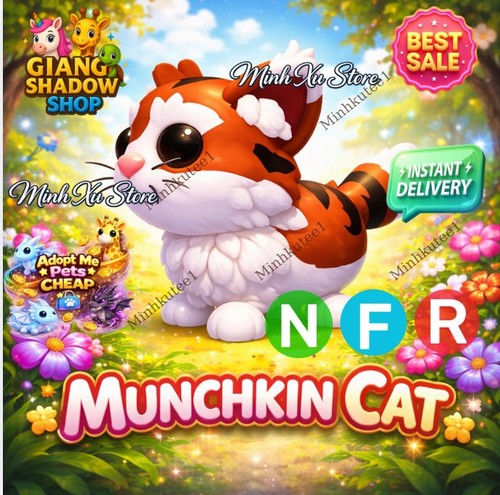 Munchkin cat nfr - munchkin,