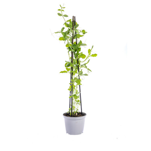Lupini dolci lathyrus - 4,