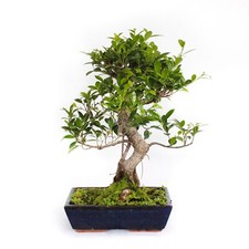 Bonsai Ficus Microcarpa -