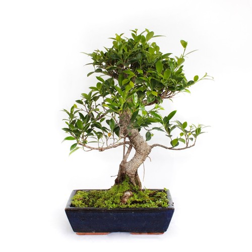 Bonsai ficus microcarpa - bonsai,
