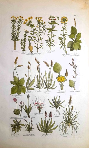 Stampa antica botanica erbario - stampa,