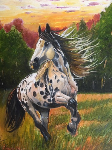 Appaloosa wild and free - wild,