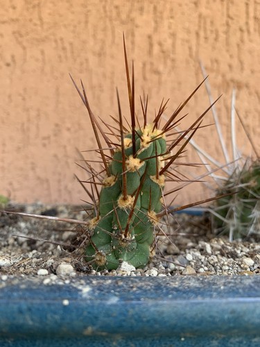 Leucostele deserticola cactus - leucostele,