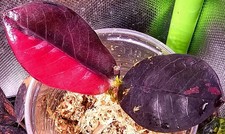 Rara Zamioculcas Zamiifolia Corvo Nero Rosso Rosa Variegata 