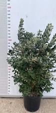 PIANTA DI FEIJOA ACCA SELLOWIANA IN VASO 30 altezza 120/140 cm (foto reali)