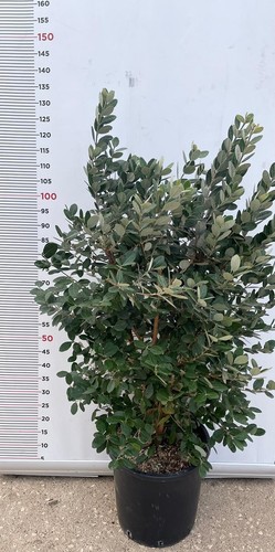 Pianta feijoa acca - di,