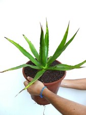 Agave horrida perotensis 7N8A 41CM NO VARIEGATED HAWORTHIA