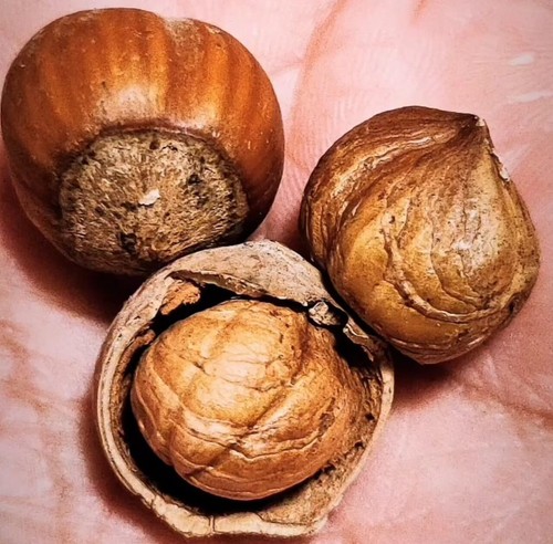 Nocciole sgusciate - kg,