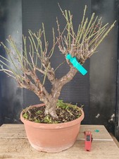 bonsai di  prunus mume h 63 cm