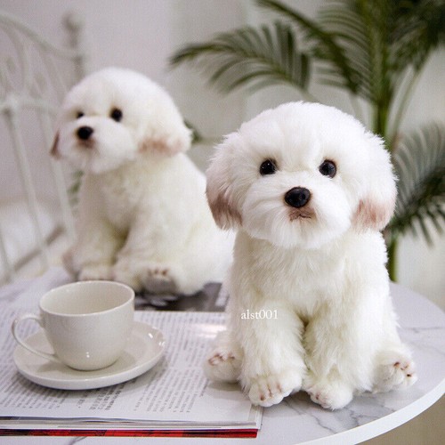 Carino cane maltese realistico