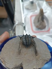 QUALITY FOSSILS Leonaspis sp