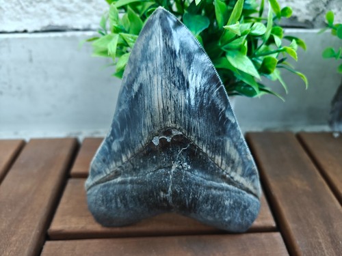 Dente megalodonte indonesiano