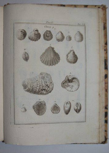 Fossili fig 1762 chambers - fig.,