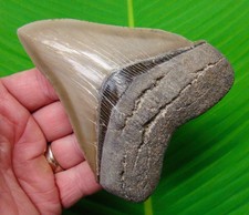 Megalodonte denti squalo - megalodonte,