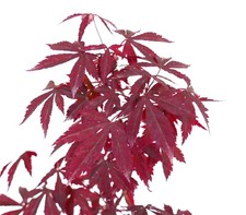 Acer palmatum cv DESHOJO - Acero Deshojo rosso | Acero giapponese Deshojo