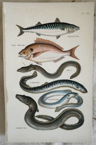 Cromolitografia sgombro orata - sgombro,