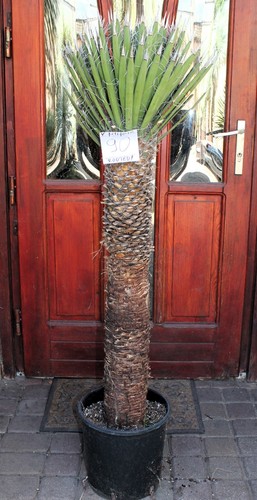 Yucca filifera del messico - filifera,