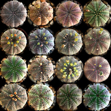 Euphorbia obesa 4-6 cm -