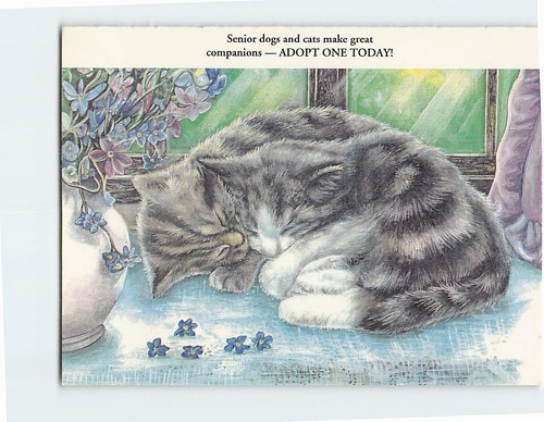 Cartolina cani gatti - gatti, anziani