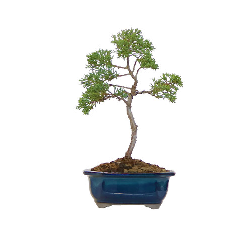 Kentis bonsai di - bonsai, juniperus