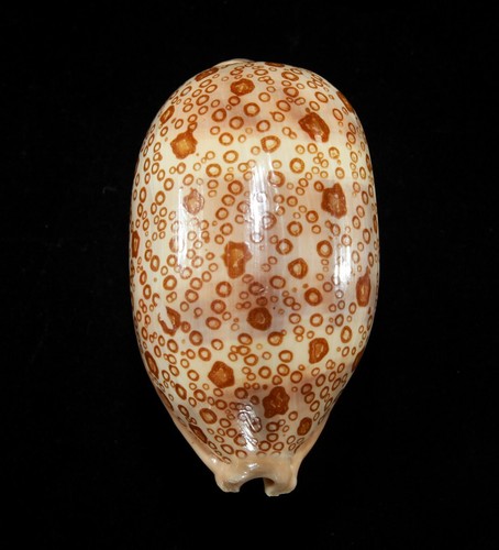 Seashell cypraea argus - seashell,