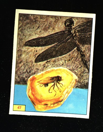 Animali preistorici - animali, (1974)