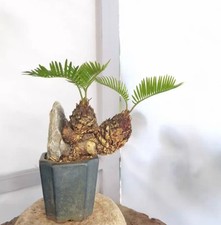 Cycas revoluta Thunb Giappone