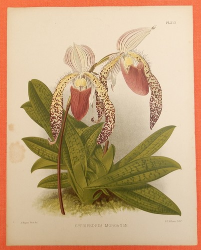 Cypripedium morganiae pianta - morganiae,