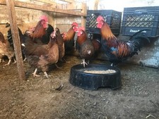 10++ Golden Salmon Marans
