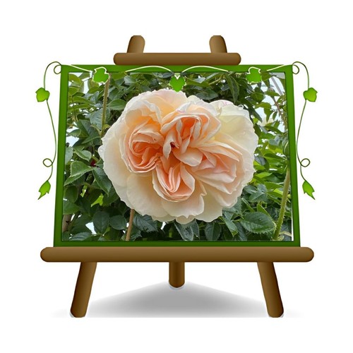 Rosa rampicante antica - rosa,