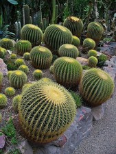 Echinocactus grusonii (Golden