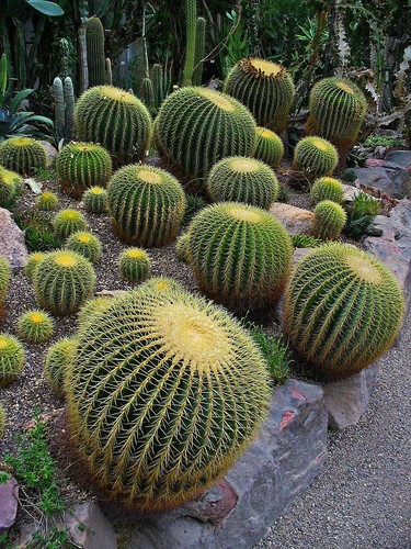 Semi cactus echinocactus - di,